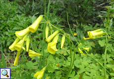 Nickender Sauerklee (Bermuda Buttercup or Sourgrass, Oxalis pes-caprae)