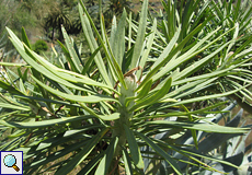 Oleanderblättrige Kleinia (Verode, Kleinia neriifolia)