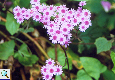 Blutrote Cinerarie (Pericallis cruenta)