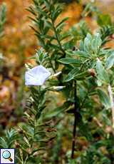 Perraudière-Winde (Convolvulus perraudieri)