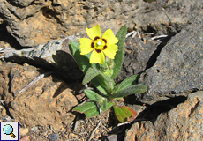 Geflecktes Sandröschen (Spotted Rockrose, Tuberaria guttata)