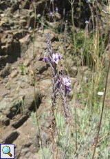 Kanaren-Lavendel (Lavandula multifida)