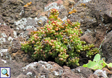 Mauerpfefferblättriges Aeonium (Dwarf Aeonium, Aeonium sedifolium)