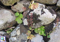 Waagerechter Venusnabel (Horizontal Navelwort, Umbilicus horizontalis)