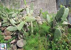 Echter Feigenkaktus (Oputia ficus-indica)