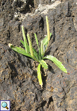 Krähenfuß-Wegerich (Buck's-horn Plantain, Plantago coronopus)