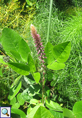 Raues Spreublättchen (Chaff-flower, Achyranthes aspera)