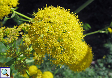 Kanaren-Riesenfenchel (Giant Canary Fennel, Ferula linkii)