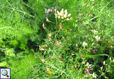 Rötliches Hirtentäschel (Shepherd's Purse, Capsella rubella)