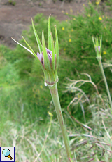 Roter Bocksbart (Salsify, Tragopogon porrifolius)