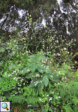 Schmächtiger Meerkohl (Crambe strigosa)