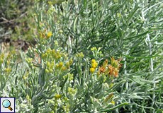 Seidenhaarige Schizogyne (Schizogyne sericea)