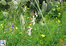Silene gallica