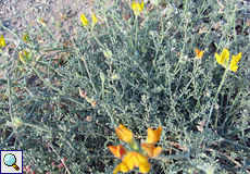 Sitzendblättriger Hornklee (Lotus sessilifolius)