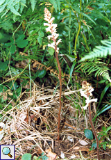 Sommerwurz (Broomrape, Orobanche sp.)
