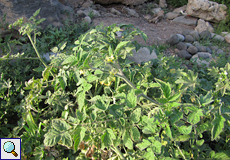 Spritzgurke (Squirting Cumcumber, Ecballium elaterium)