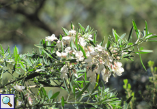 Sprossender Zwergginster (Tagasaste, Chamaecytisus proliferus)