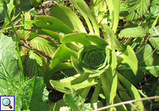 Stadt-Aeonium (Aeonium urbicum)