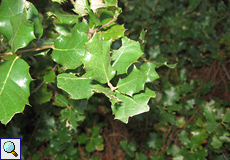 Steineiche (Holly Oak, Quercus ilex)