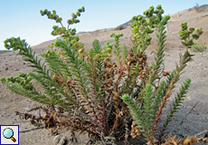 Strand-Wolfsmilch (Sea Spurge, Euphorbia paralias)