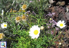 Strauchige Kanarenmargerite (Marguerite Daisy, Argyranthemum frutescens)