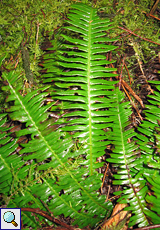 Südlicher Tüpfelfarn (Polypodium macaronesicum)