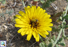 Tanger-Reichardie (False Sowthistle, Reichardia tingitana), Blüte; die Stängel gehören zu einer anderen Art