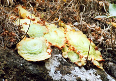 Tellerförmiges Aeonium (Saucer Plant, Aeonium tabulaeforme)
