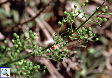 Verkahlte Braunwurz (Las Cañadas Figwort, Scrophularia glabrata)