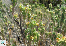 Webbs Wegerich (Plantago webbii)