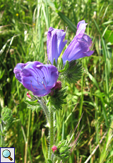 Wegerichblättriger Natternkopf (Purple Viper's-bugloss, Echium plantagineum)