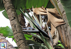 Weiße Paradiesvogelblume (Giant White Bird of Paradise, Strelitzia nicolai)