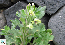 Weißes Bilsenkraut (White Henbane, Hyoscyamus albus)