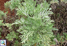 Wermut (Wormwood, Artemisia absinthum)