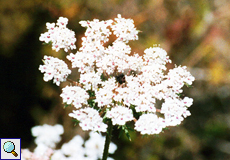 Wilde Möhre (Wild Carrot, Daucus carota)