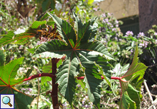 Wunderbaum (Castor Oil Plant, Ricinus communis)
