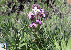 Zweifarbiger Schöterich (Perennial Wallflower, Erysimum bicolor)
