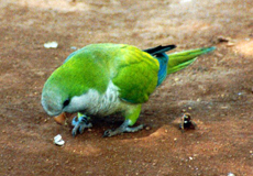 Mönchsittich (Myopsitta monachus) auf der Plaza del Charco