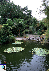 Kleiner Teich im Orchideengarten Sitio Litre in Puerto de la Cruz