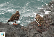 Steinwälzer (Ruddy Turnstone, Arenaria interpres interpres) in Puerto de la Cruz