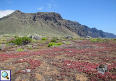 An der Punta de Teno gedeihen viele besondere Pflanzenarten