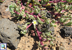 Knotenblütige Mittagsblume (Mesembryanthemum nodiflorum)