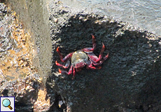 Prächtig gefärbte Krabben bewohnen die Felsen an der Punta de Teno