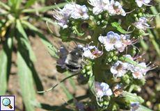 Anthophora alluaudi