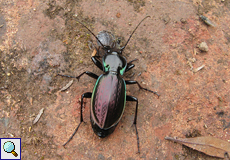 Carabus faustus faustus