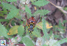 Chrysotoxum triarcuatum