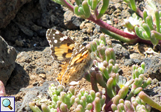 Distelfalter (Painted Lady, Vanessa cardui)