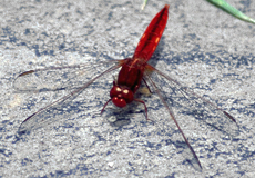 Männliche Feuerlibelle (Scarlet Darter, Crocothemis erythraea)