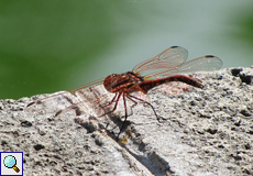 Männliche Frühe Heidelibelle (Red-veined Darter, Sympetrum fonscolombii)