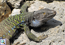 Männliche Nördliche Teneriffa-Kanareneidechse (Tenerife Lizard, Gallotia galloti eisentrauti)